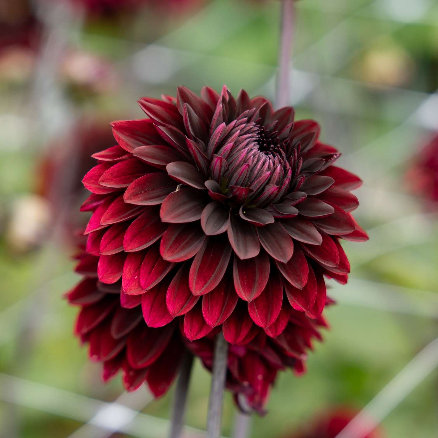 Daalia 'Dark Destiny'